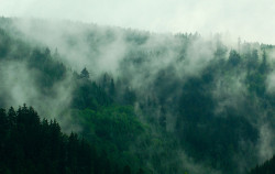 deletingmyself:  Foggy woods (by _Marcel_) 