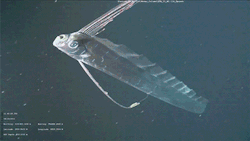 the-science-llama:  Rare footage of an Oarfish in the WildVideo