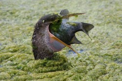 blurds:  baby anhinga is all grown up!  Have a little fish with
