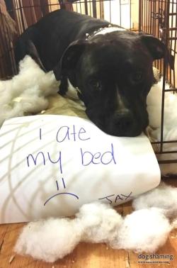 dogshaming:  Jax remodels furniture Jax is a rescue pup we recently