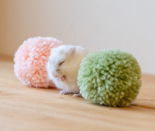 cuteanimals-only:  triple col dango