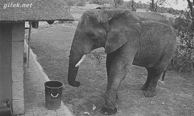 keinepopsongs:  An elephant got caught on security camera picking