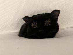 cutekittensarefun:Luna thinks hiding under the sheets while I