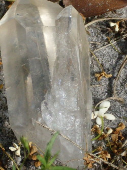 witch-forest:  A beautiful double-pointed Quartz Crystal I was