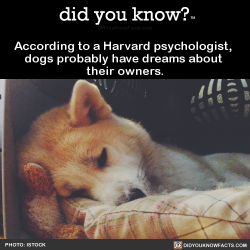 did-you-kno:  According to a Harvard psychologist,  dogs probably