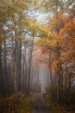 ponderation:  Path Through The Woods by Heiko Gerlicher  