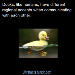 ultrafacts:  It may sound like a load of quackers but according