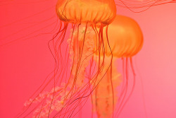 mooonjellies: Drew Baker 