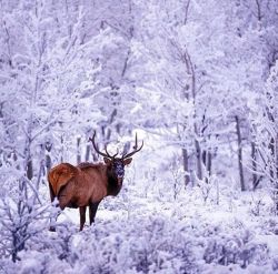 travelyukon:  A bull elk stands in the frost covered forest #exploreyukon