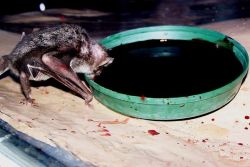congenitaldisease: Vampire bats drinking blood.