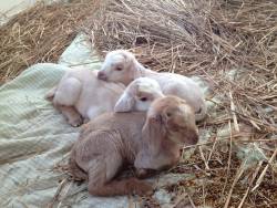 babygoatsandfriends:  Successful delivery of triplets - Imgur