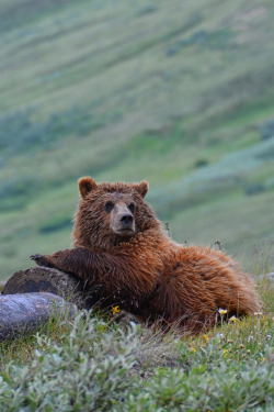 beauty-rendezvous:  Lounging Grizzly (by Rebecca Tifft) 