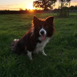 Sunset doggo https://www.instagram.com/entrancement_uk/p/BpKpZE_H_i6/?utm_source=ig_tumblr_share&igshid=13h40w6h0ajy7