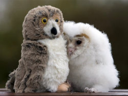 marnla:  cuteness-daily:  Cute animals with stuffed animals!