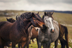 equine-images:  Tenderness | Wild horse in Bosnia - more on:
