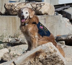 sept11memorials:  Last known 9/11 Ground Zero search dog still