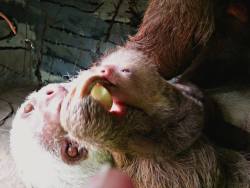 zooborns:  Snacktime for Sloths at Capron Park Zoo  A Hoffman’s