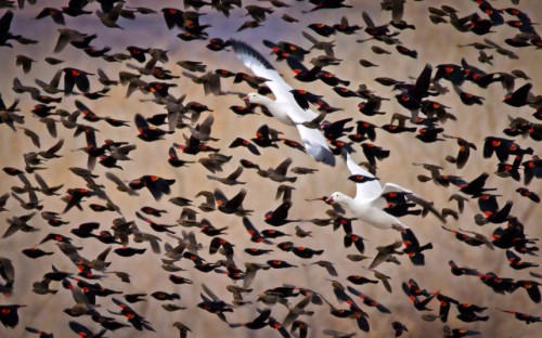 Standing out in a crowd (Snow Geese and Red-winged Blackbirds, New Mexico)