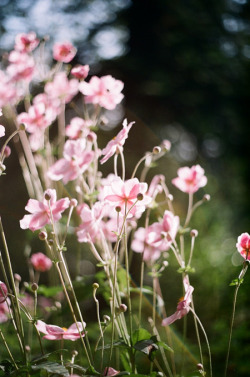 floralls:    (via Untitled | Flickr - Photo Sharing!)   