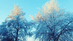 Early winter frost in Poland, photos by FoxInShadow  21 XII