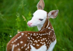 glamourchild:  LOOK AT THE DEER THAT WAS BORN IN MICHIGAN OMG