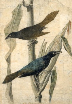arsvitaest:John James Audubon, Purple Grackle; watercolor, chalk