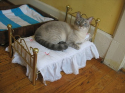 alissawonderland:  haleyhasablog:  Cats on tiny cat beds  