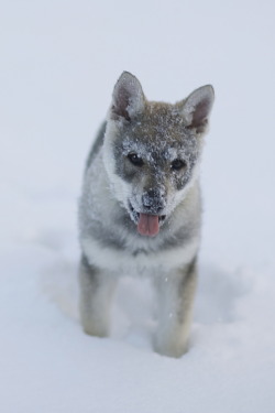 wonderous-world:  Diary of a little wolf by Timoleon Vieta II