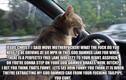 theduty: only LOLCAT i will ever post.