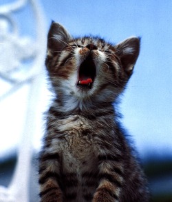 britney-auspelmyer-biznitch:  fuckyeahcuteanimalss:  savethekitties: