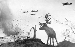 Shellshocked Reindeer, Murmansk  WWII 1942 by Yevgeny Khaldeivia: