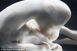 rly cute. deleteyourself: The body of an 85-day-old horse fetus