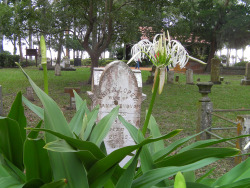 cemeterytales:  Anita Lopez  wife of Frank Genovar Born Mar.