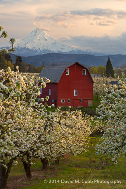 mistymorningme:  Red Barn Orchard by David M. Cobb Hood River