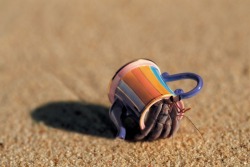 Any port in a storm (a Hermit Crab adopts a child’s discarded
