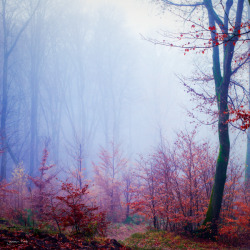 celtic-forest-faerie:  {Melodia Foresta} by {Jkrab} 