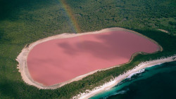 cockblocktavia:   Lake Hillier, Australia  someone take me to