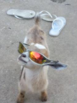 babygoatsandfriends:cool kid