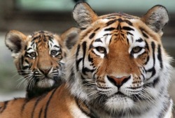 Mini me (tigress with her cub)