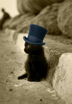 naughtynursesrfun:  daisylav:  Cat in the hat   Cute!!