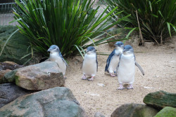 fckyeah-penguins:  That waddle! by goosmurf on Flickr.
