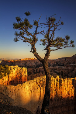 dranilj1:  tree - Sunset Point - Bryce Canyon - 10-17-13 01 by