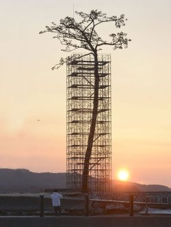 laughingsquid:  Lone ‘Miracle Pine’ That Survived Tohoku