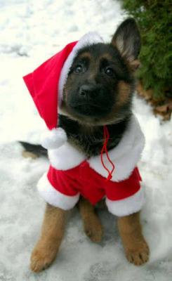 sweetlittleswagger:  Santa Paws