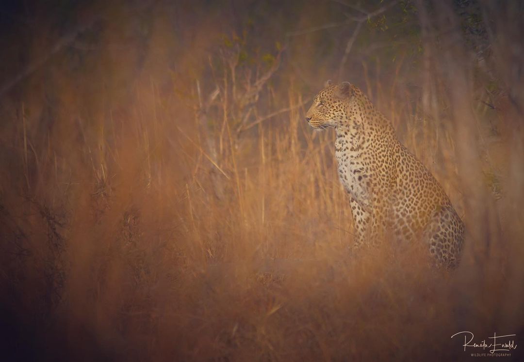 <p>Camouflage </p>

<p>#leopards #predator #big5 #wildlife #wildlifetour #wildlifephotography #safari  #krugerexplorer #wildgeography #wildlifelovers #wild  #phalaborwa  #nature #naturephotography  #natgeowild #nationalgeographic #africageophoto #africageographic #wildanimals #wildography #wildographydudette #wildshots #safariphoto #photooftheday #wildlife_perfection #canonsouthafrica #canon #krugernationalpark #photosafari<br/>
<a href="https://www.instagram.com/p/CUbuR5oqIsJ/?utm_medium=tumblr">https://www.instagram.com/p/CUbuR5oqIsJ/?utm_medium=tumblr</a></p>