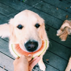 cloudflufs:  took a huge bite of my watermelon to wash down the