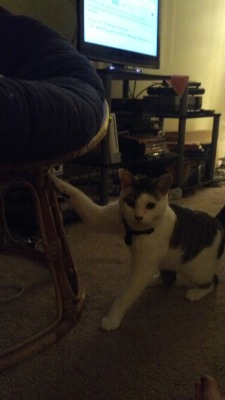 iamsavingtheuniverse:  so my cat does this weird thing where