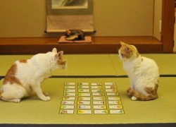 kuroneko003:   ninjaconsultant:  carudamon119:  【萌え死に注意】　百人一首に挑戦する、猫の画像ｗｗｗｗｗｗｗｗｗｗｗｗ　可愛すぎる！！