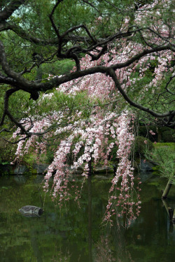 silvaris: 	Cherry Blossom, Heian Shrine, Kyoto, Japan by Jim