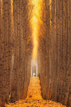 banshy:  Boardman Tree Farm by: Jordan Lacsina 
